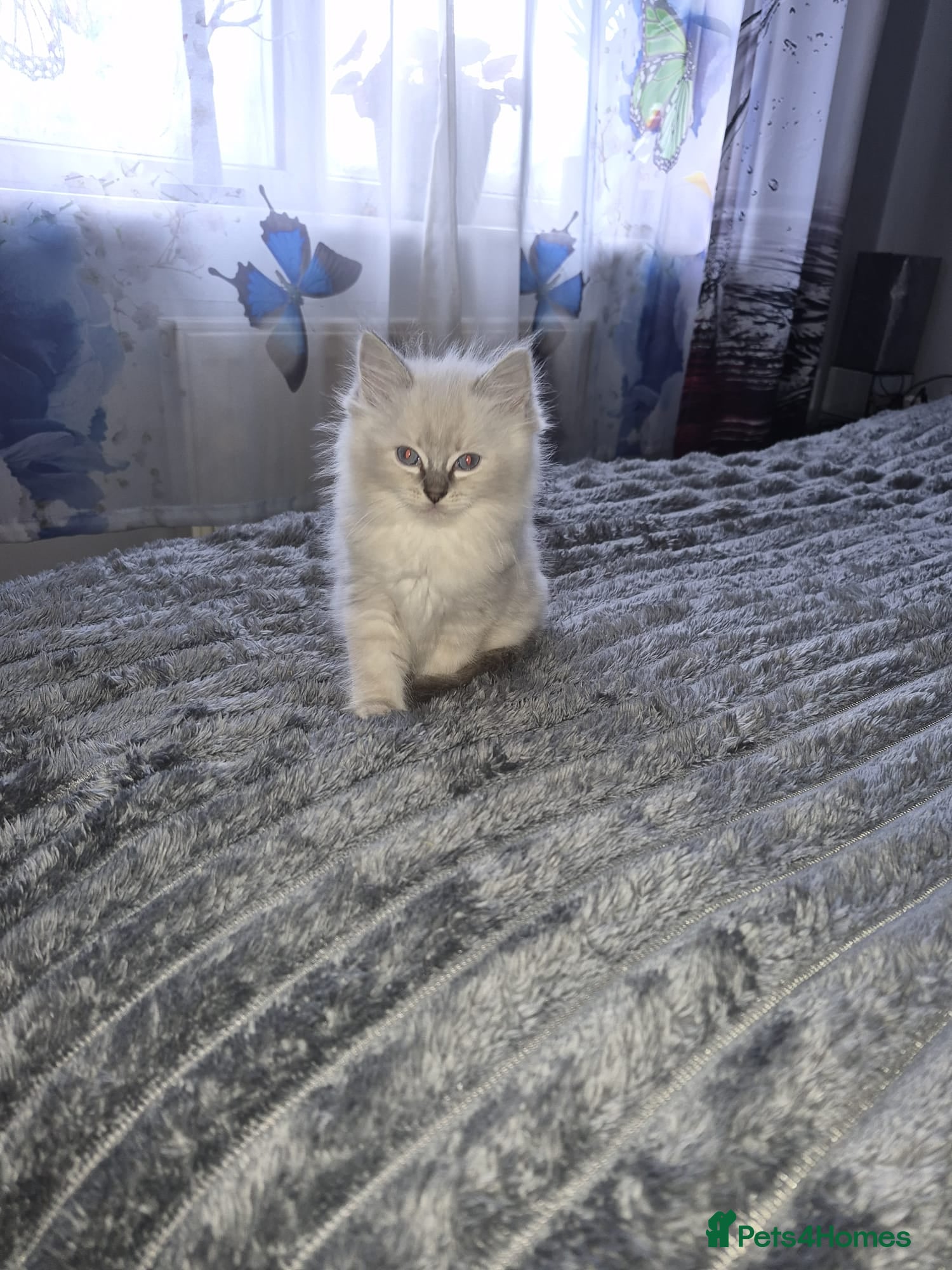 Ragdoll cats GCCF Ragdoll Kittens Non Active & Active available - Advert 1