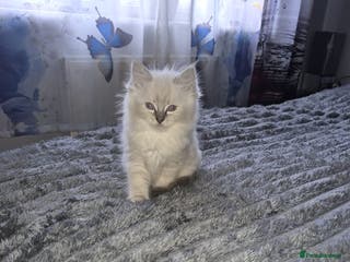 Ragdoll cats GCCF Ragdoll Kittens Non Active & Active available - Advert 1