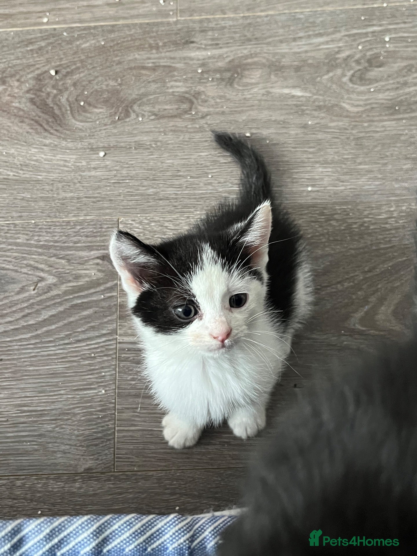 Mixed Breed cats for sale: 8 Week Old Kittens 2 Males, 1 Female - Advert 2