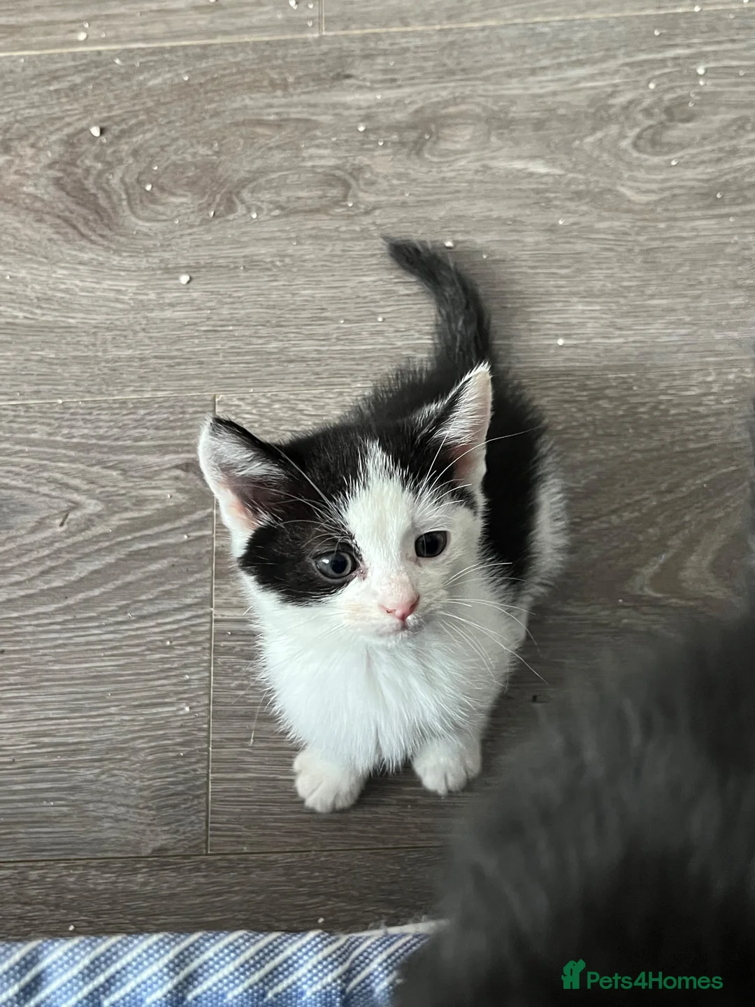 Mixed Breed cats for sale: 8 Week Old Kittens 2 Males, 1 Female - Advert 1