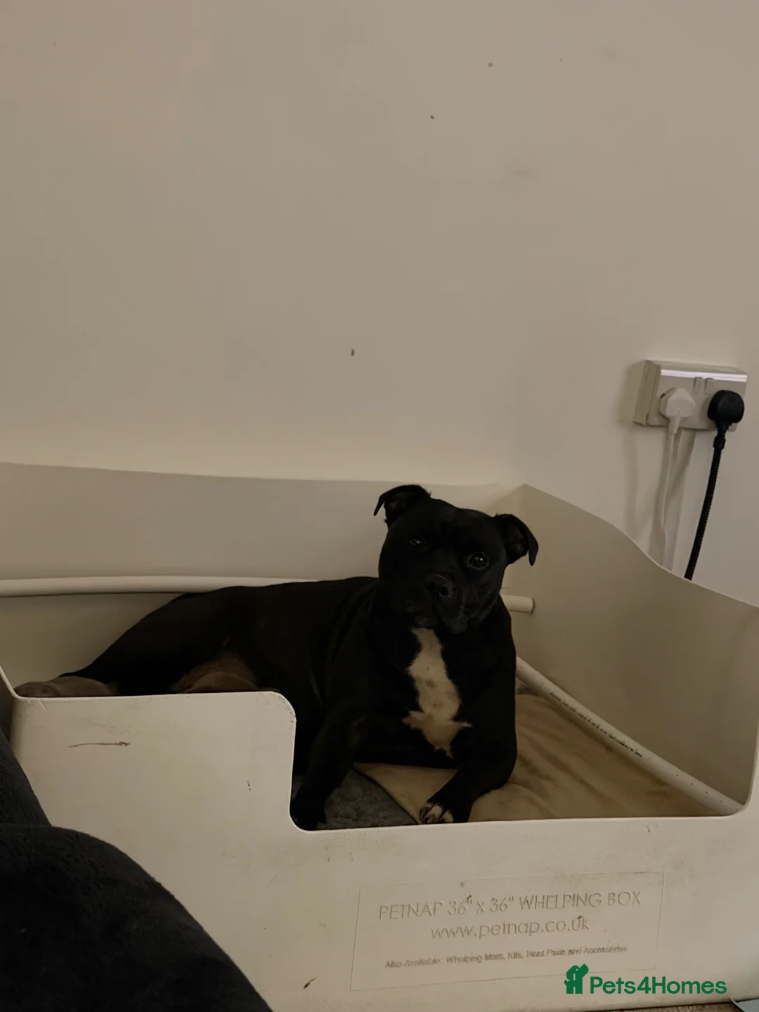 Staffordshire Bull Terrier dogs for sale: One blue brindle bitch available  - Advert 1