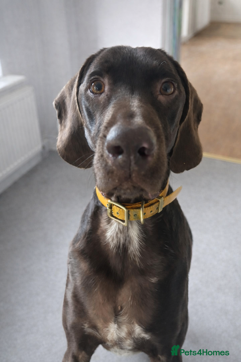 Mixed Breed dogs Wilson Goofy Pointer x Looking for Forever Home - Advert 1