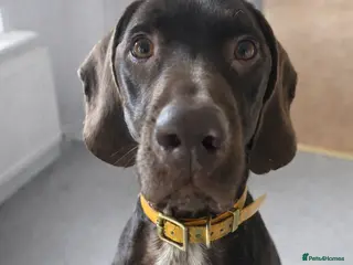 Mixed Breed dogs Wilson Goofy Pointer x Looking for Forever Home - Advert 1