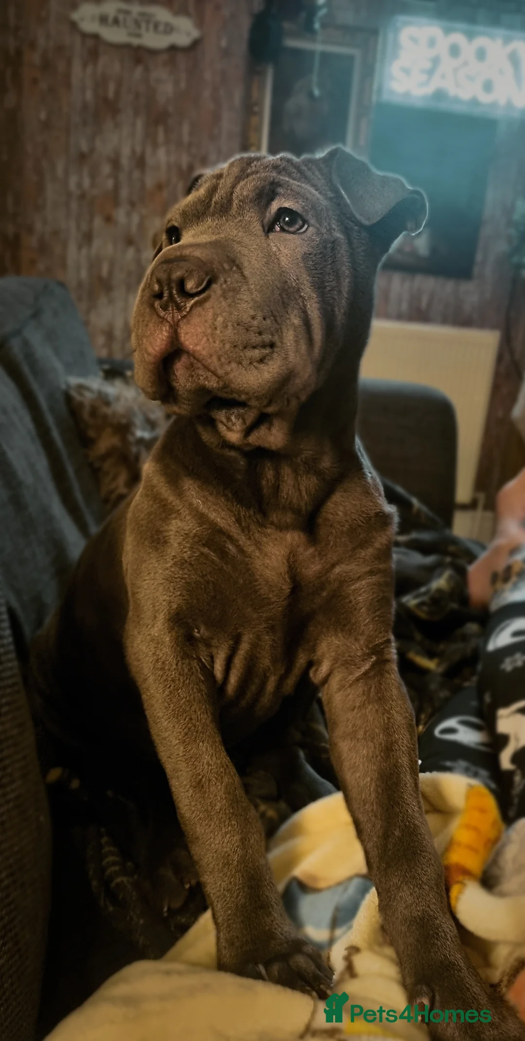 Mixed Breed dogs for sale: Beautiful girl for rehoming - Advert 4