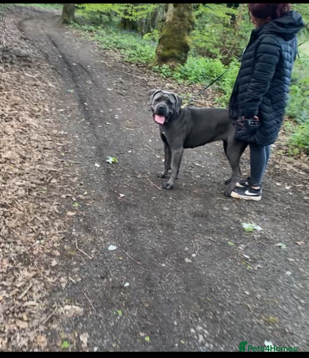 Cane Corso dogs for sale: Cane corso female  - Image 4