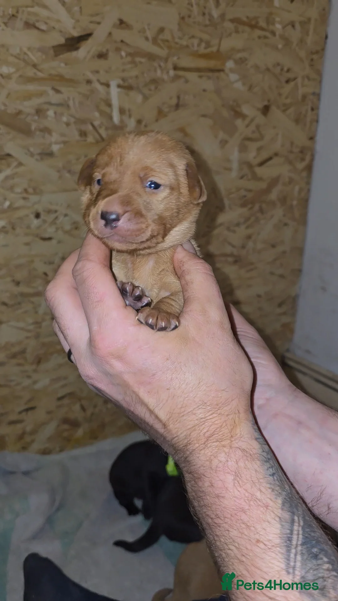 Labrador Retriever dogs for sale: 5 labrador puppies  - Advert 8