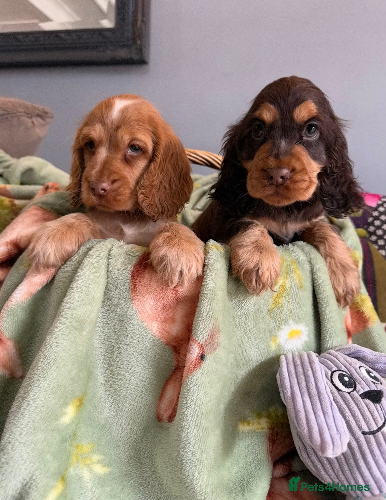 Cocker Spaniel dogs Quality show cocker spaniels (Ready now) - Advert 12