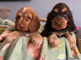 Cocker Spaniel dogs Quality show cocker spaniels (Ready now) - Advert 12