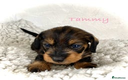Miniature Dachshund dogs for sale: 5* Licenced-KC MINI wire-PRA & LAFORA clear - Image 8