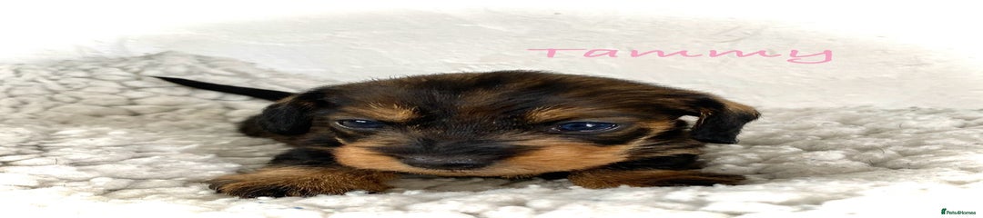 Miniature Dachshund Puppy 3