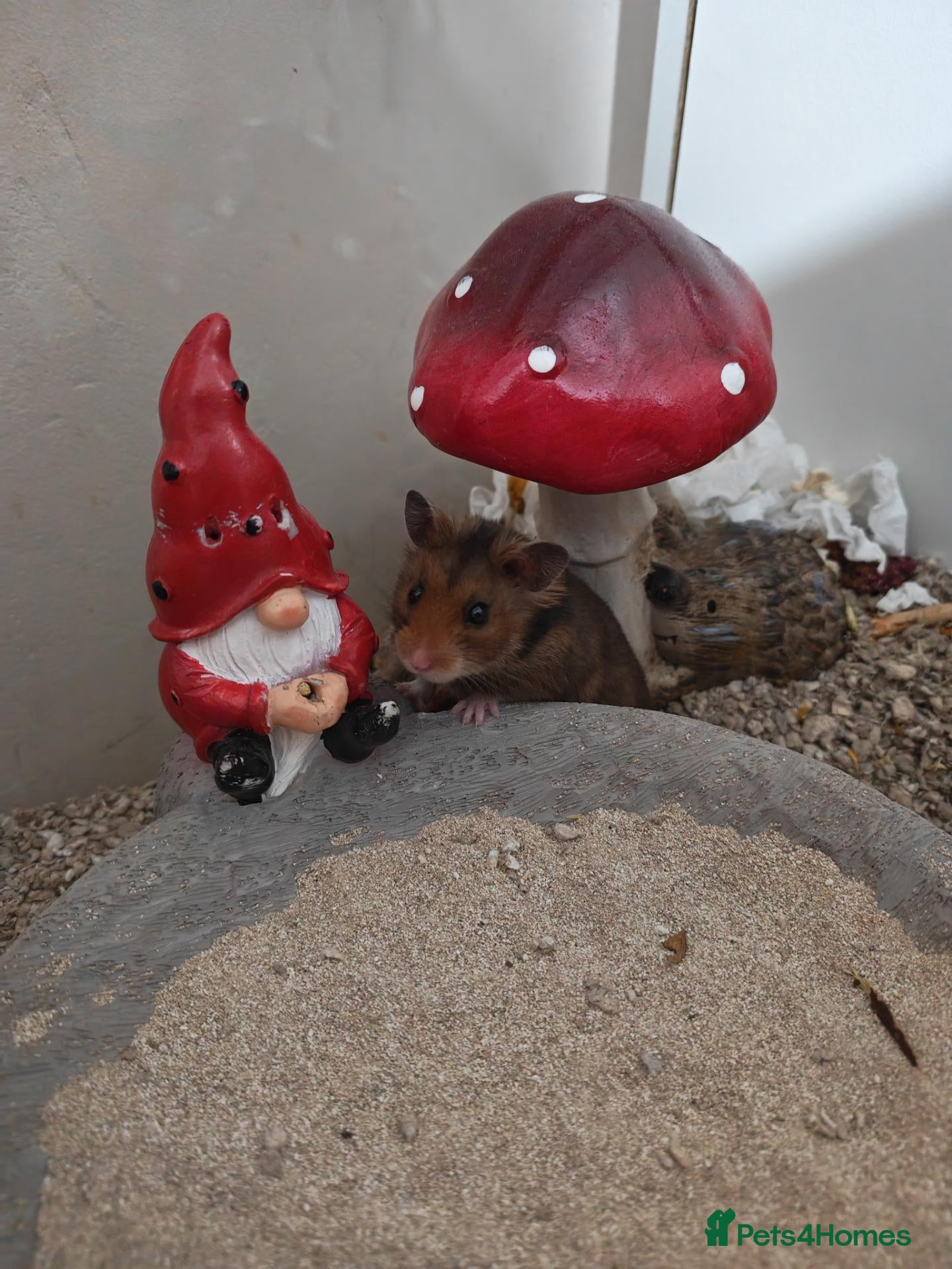 Hamster rodents Syrian hamster and cage - Advert 11