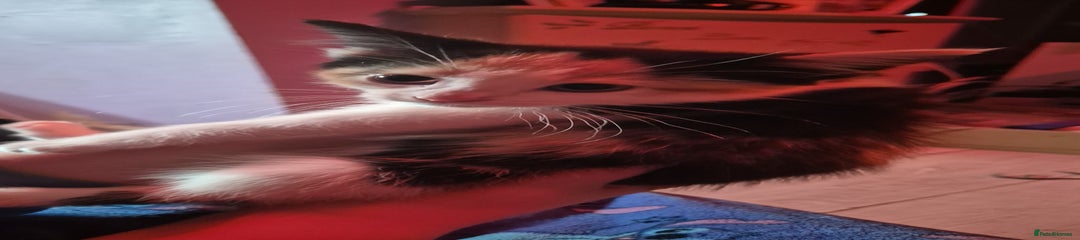 Mixed Breed Kitten 2