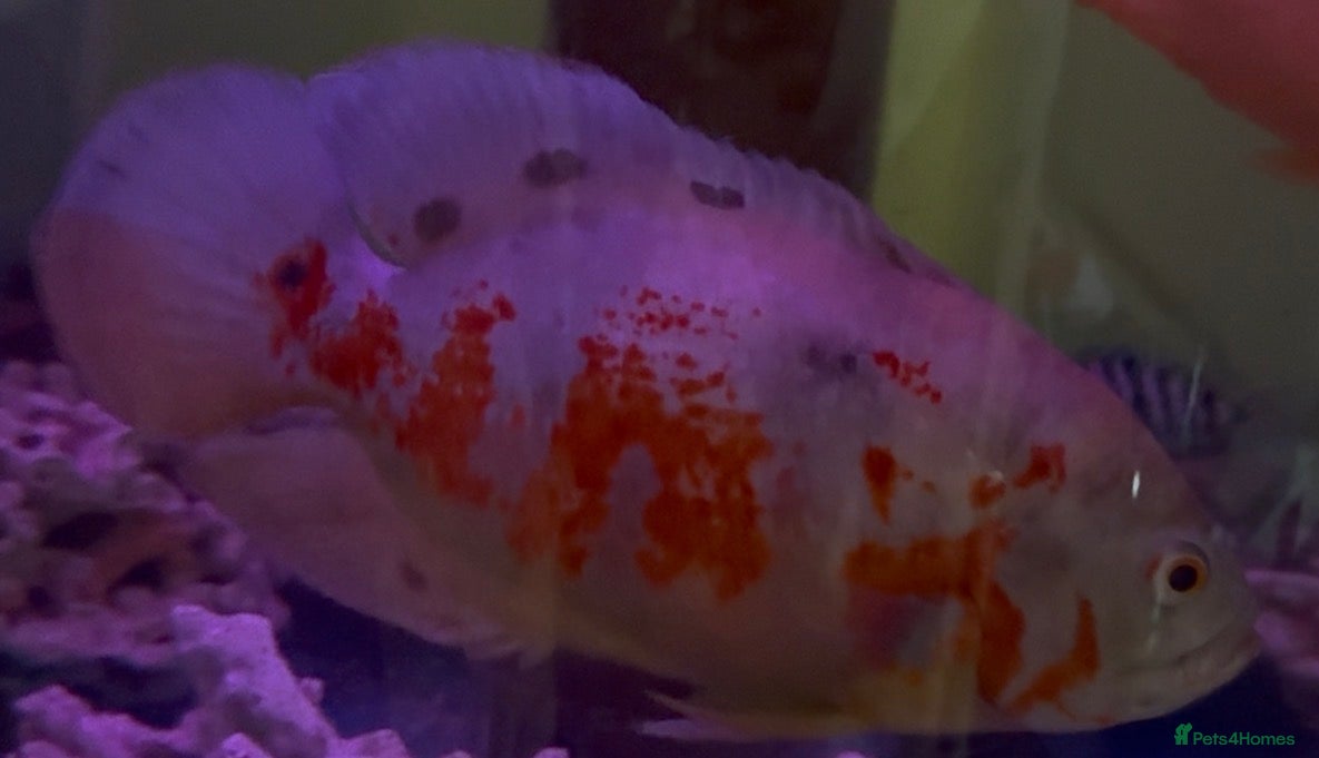 Cichlids fish Albino Tiger Oscar  - Advert 3