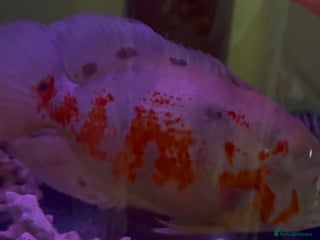 Cichlids fish Albino Tiger Oscar - Advert 1