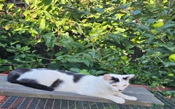 British Shorthair cats for sale: Loving black & white male cat  - Image 3