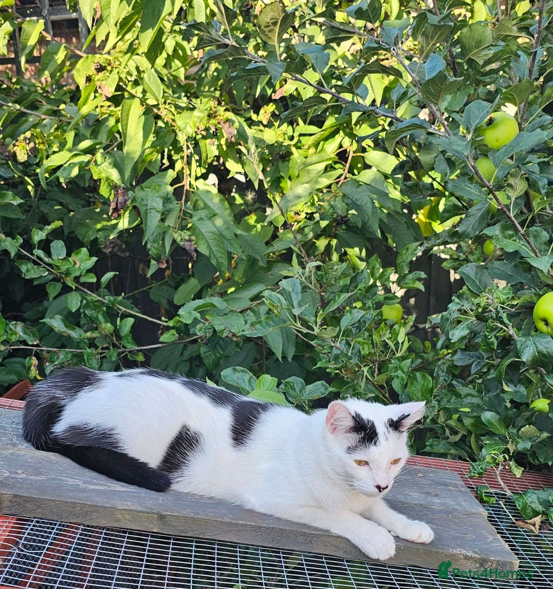 British Shorthair cats for sale: Loving black & white male cat  - Image 3