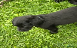 Labradoodle dogs for sale: Ready to go! Fantastic F1 Labradoodles (black) - Image 37