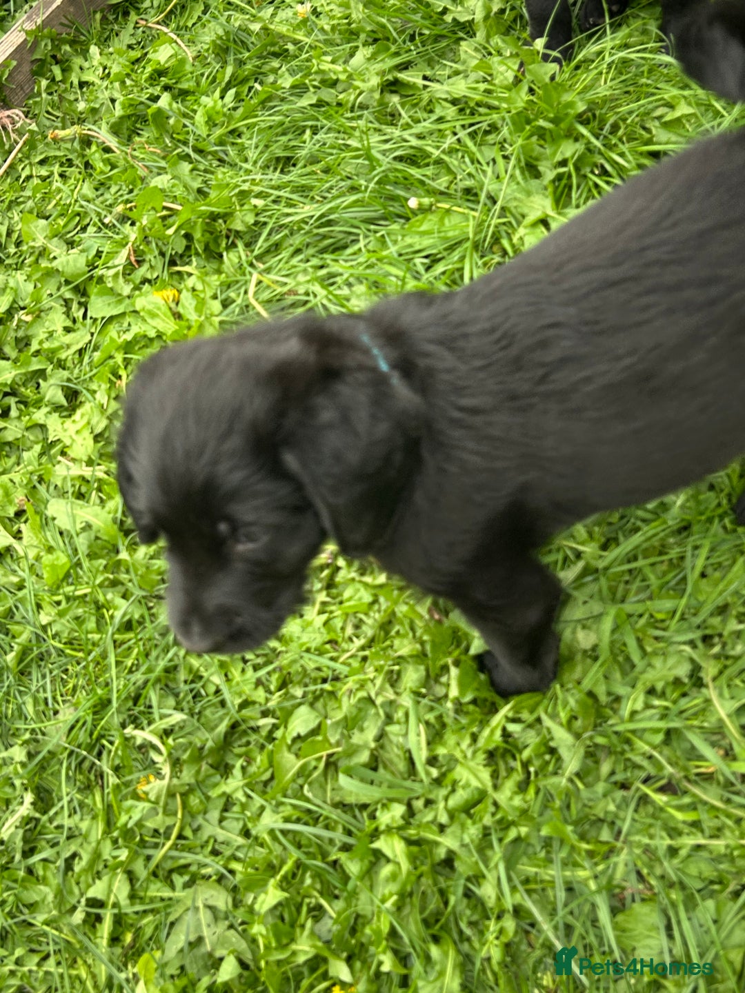 Labradoodle dogs for sale: Ready to go! Fantastic F1 Labradoodles (black) - Image 37