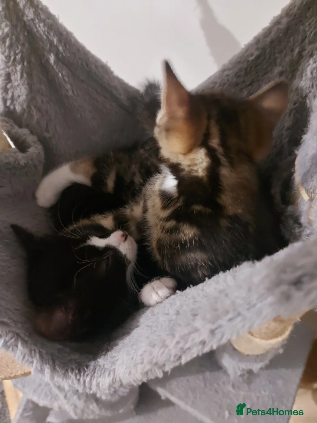 Mixed Breed cats for sale: Adorable Kittens for Sale! - Advert 2