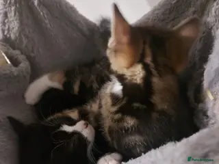 Mixed Breed cats Adorable Kittens for Sale! - Advert 2