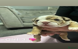 English Bulldog dogs for sale: 🐶 KC Registered English Bulldog Puppies 🐶 - Image 22