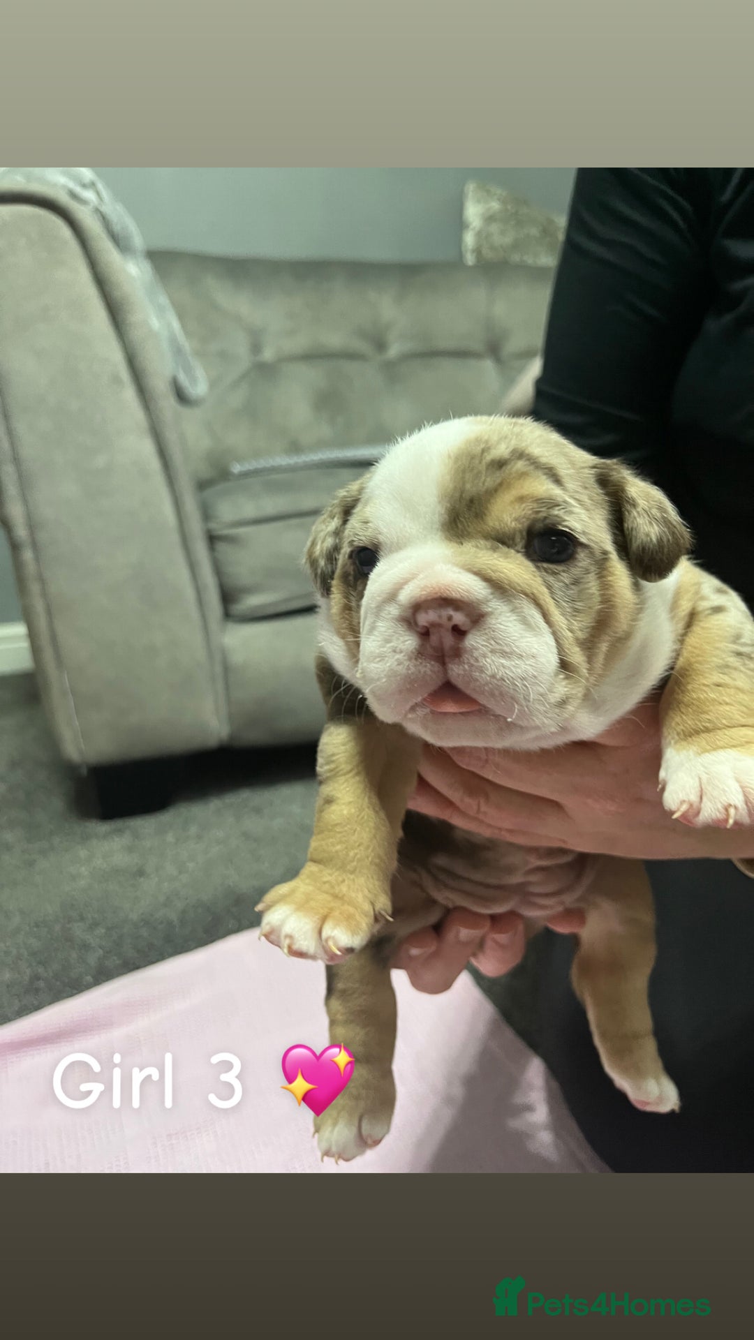 English Bulldog dogs for sale: 🐶 KC Registered English Bulldog Puppies 🐶 - Image 22