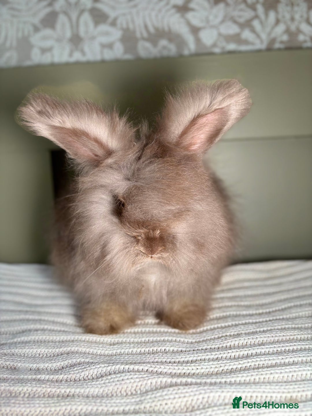 Angora rabbits for sale: Fully Vaccinated PedigreeAngora Ready next weekend - Advert 3