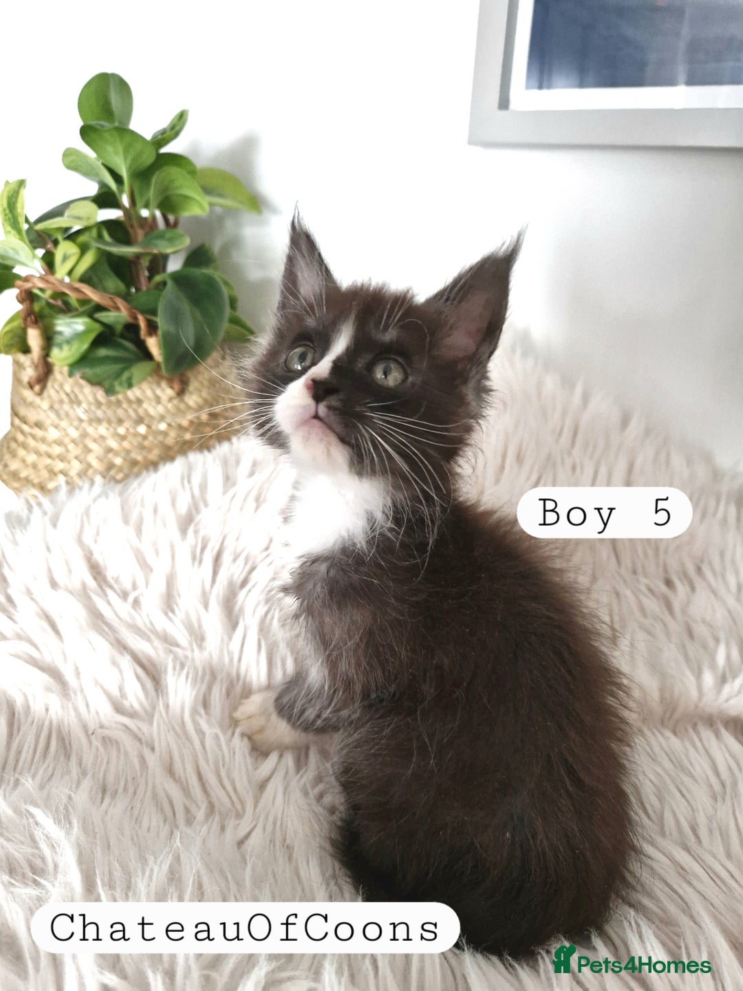 Maine Coon cats for sale: Stunning Black Smoke Registred Maine Coon Kittens - Image 23
