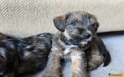 Mixed Breed dogs for sale: Schnackadoodles (Mini Schnauzer X Jackadoodle) - Image 21
