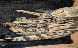 Bengal cats for sale: 5 Gorgeous Bengal/Cross kittens - Image 5