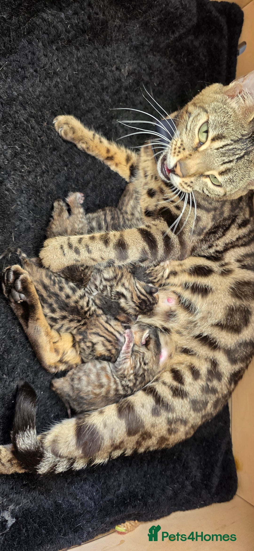 Bengal cats for sale: 5 Gorgeous Bengal/Cross kittens - Image 5