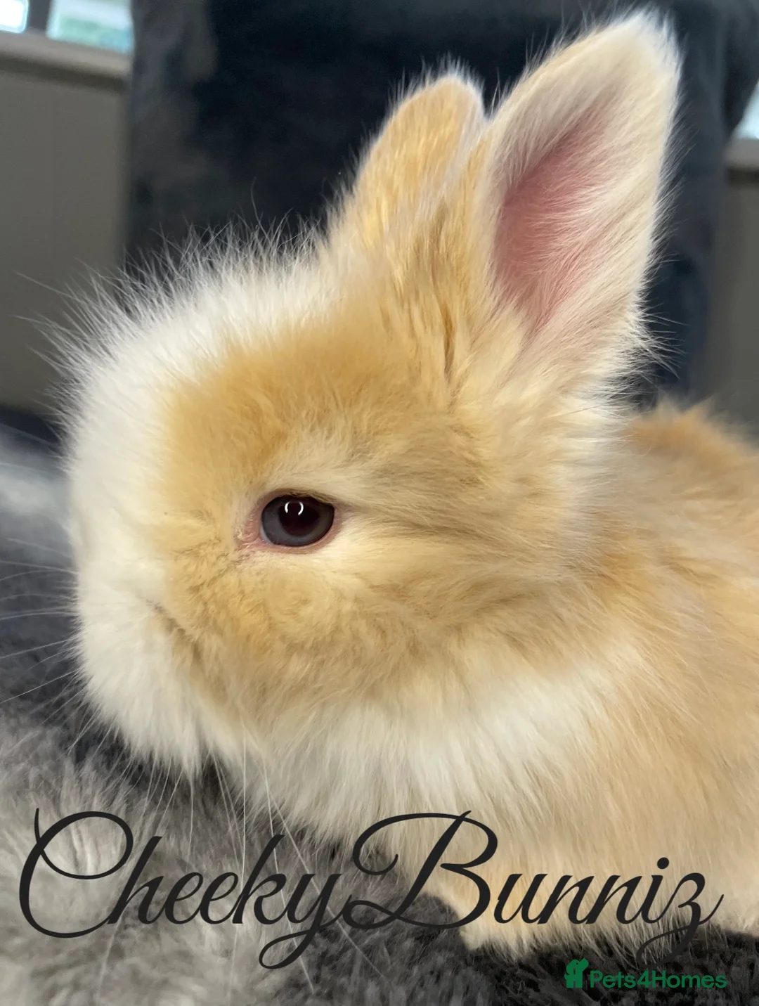 Angora rabbits for sale: English Angora 2026 Waiting List Now Open - Advert 8