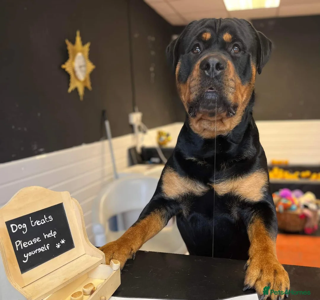 Rottweiler dogs for stud: Bruno the Rottweiler Stud Services in Wrexham - Advert 4
