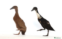 Ducks poultry for sale: Three Indian Runner duck girls  - Image 5