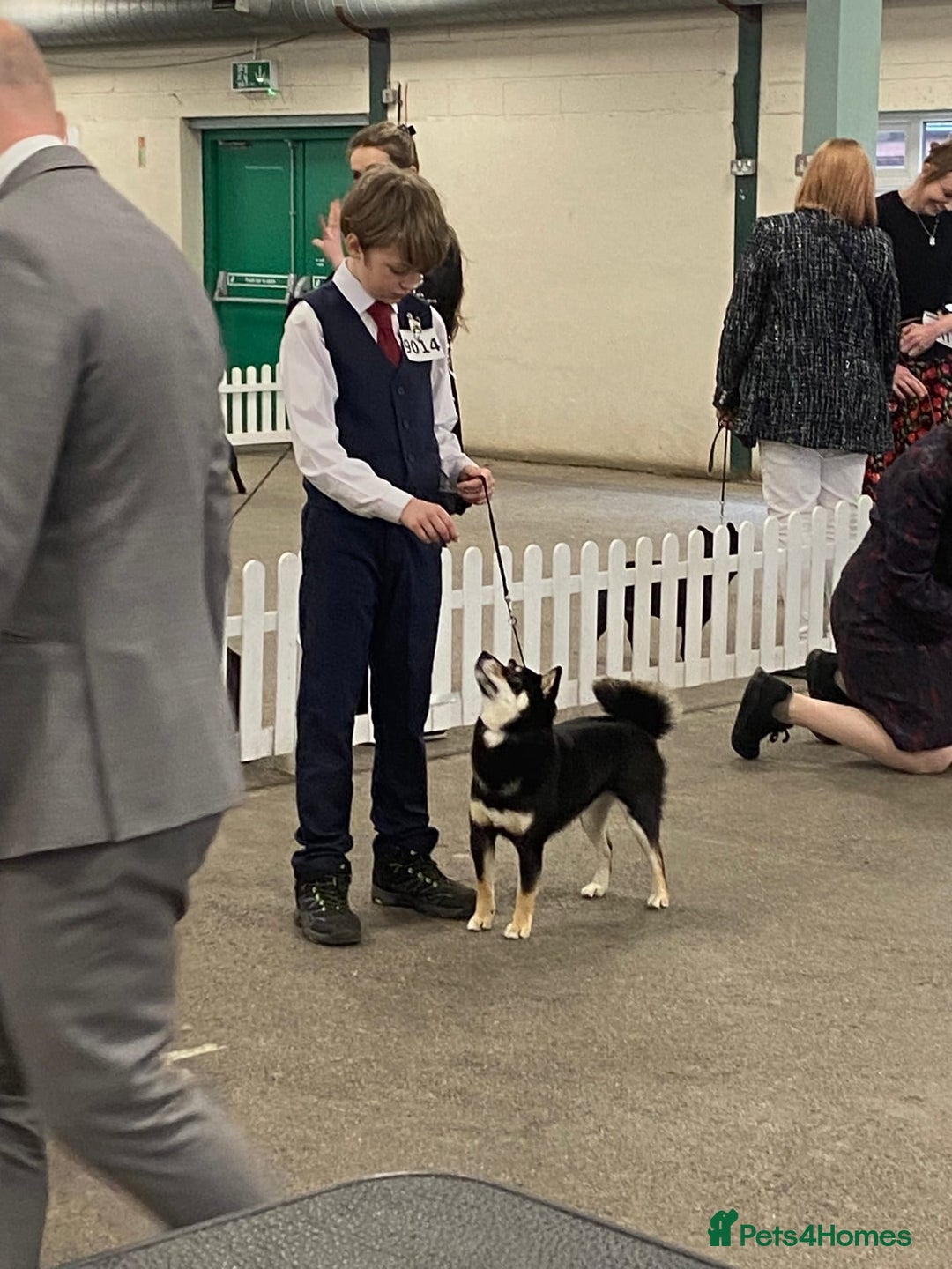 Japanese Shiba Inu dogs for sale: 	“Shiba Inu Puppies – Champion Pedigree, DNA Clear - Image 11