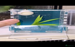 Spiders invertebrates for sale: Precious little female jumping spider - Advert 6