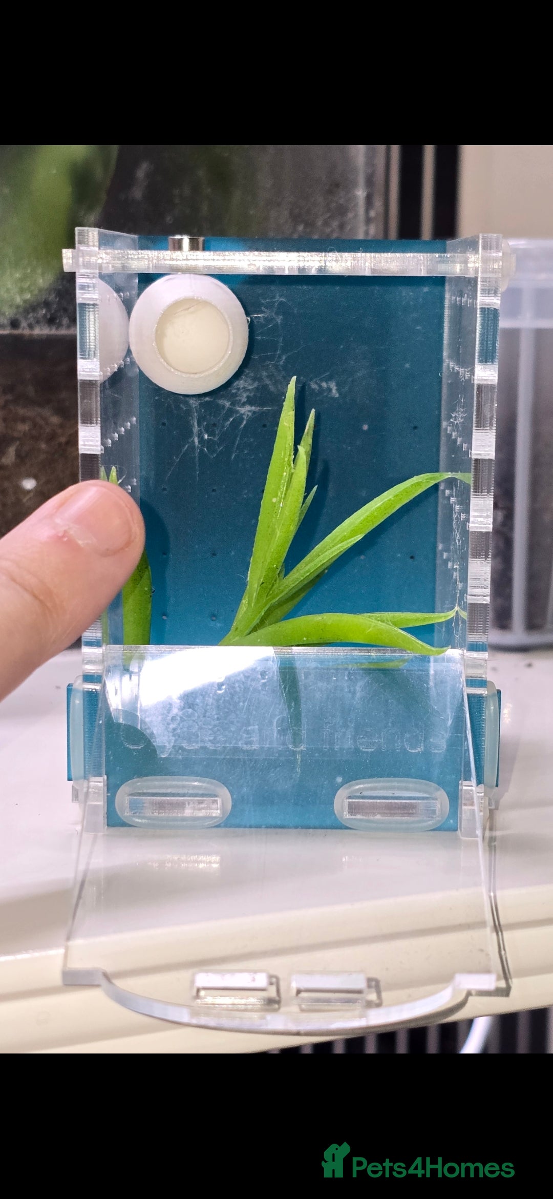 Spiders invertebrates for sale: Precious little female jumping spider - Advert 6