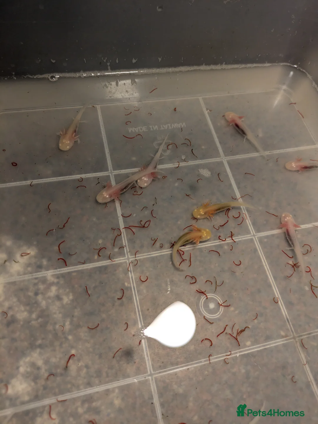 Axolotl reptiles for sale: Axolotl Babies  in Maidenhead - Advert 5