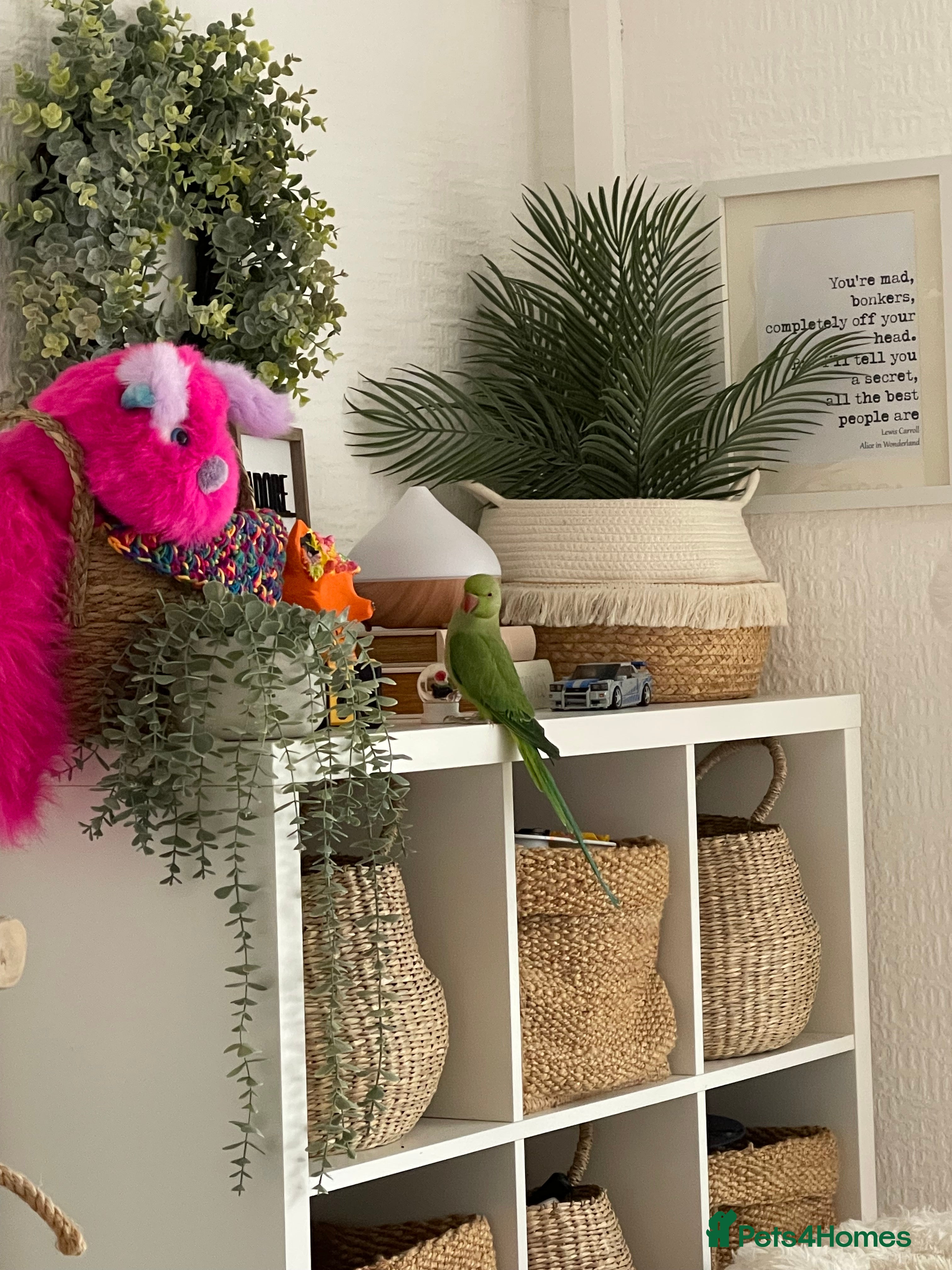 Ringnecks birds indian ringneck// cage  - Advert 6