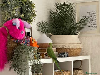 Ringnecks birds indian ringneck// cage - Advert 20