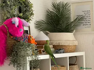 Ringnecks birds indian ringneck// cage - Advert 7