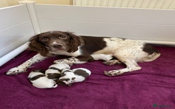 English Springer Spaniel dogs for sale: Springer spaniel pups  - Image 9