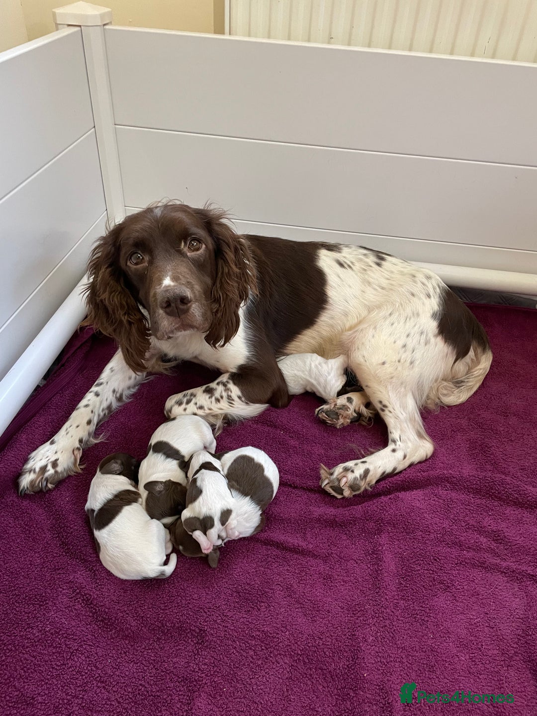 English Springer Spaniel dogs for sale: Springer spaniel pups  - Image 9