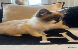 Ragdoll cats for sale: 2 beautiful fluffy ragdoll kittens for sale  - Advert 5