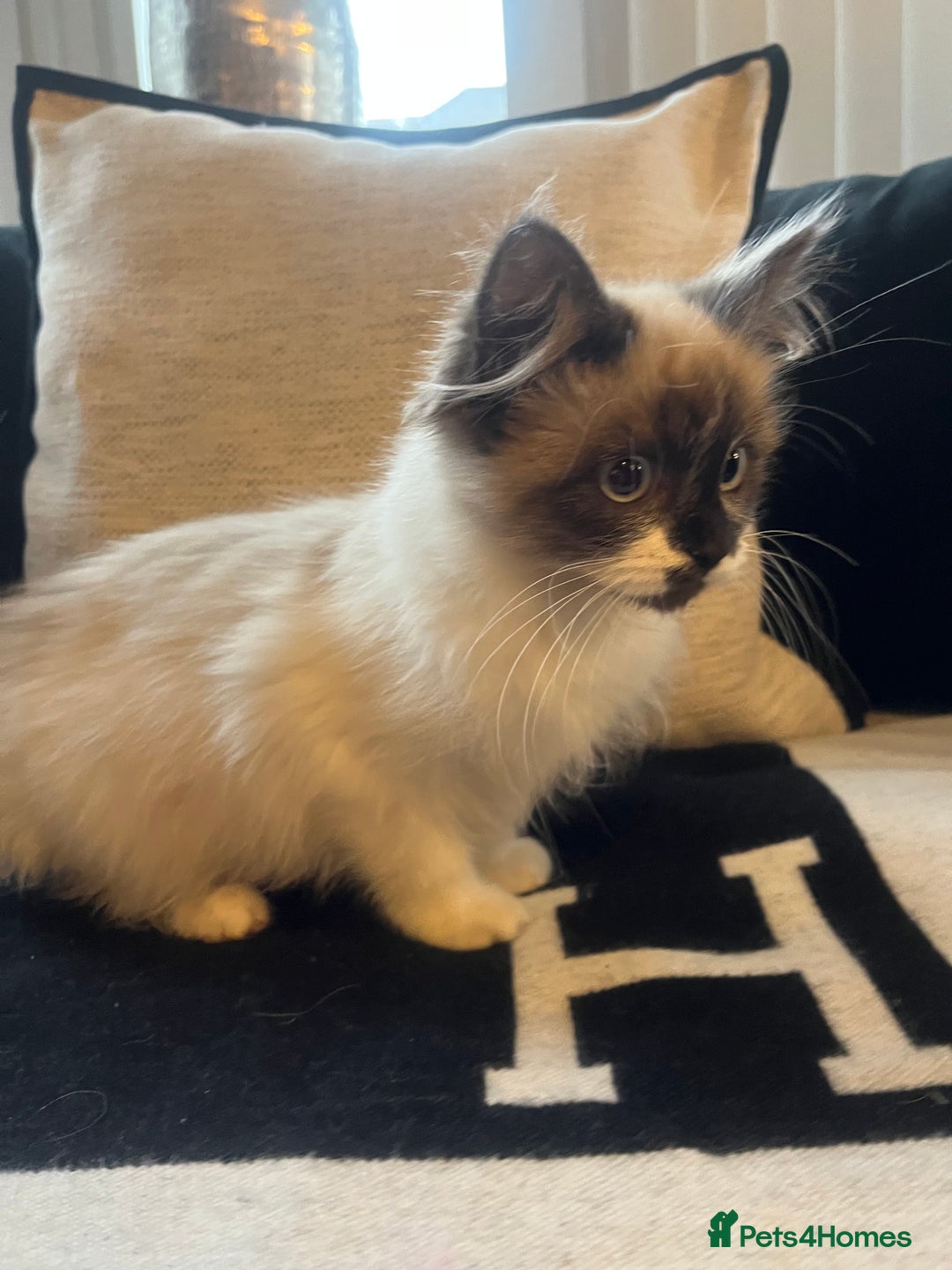 Ragdoll cats for sale: 2 beautiful fluffy ragdoll kittens for sale  - Advert 5