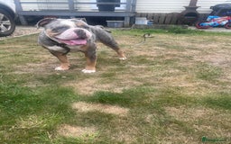 Old Tyme Bulldog dogs for sale: Della - old tyme bulldog  - Image 3
