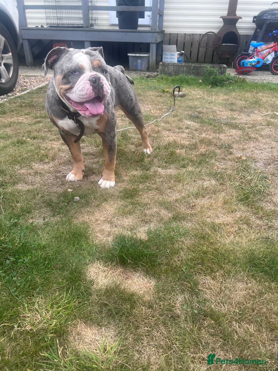 Old Tyme Bulldog dogs for sale: Della - old tyme bulldog  - Image 3