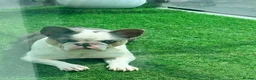 French Bulldog dogs for sale: Stunning Husky Blue French Bulldog Female - Advert 4