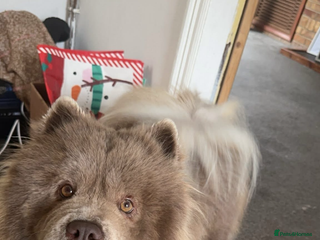 Chow Chow dogs in Cleethorpes - Advert 7