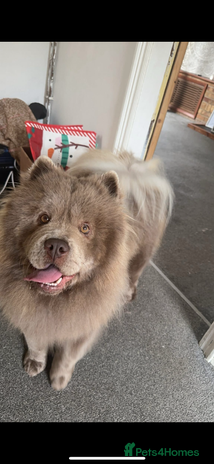 Chow Chow dogs in Cleethorpes - Advert 3